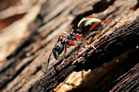 Spiny Ant (Polyrhachis sp) (Polyrhachis sp)